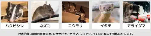 害獣BUZZの対応害獣